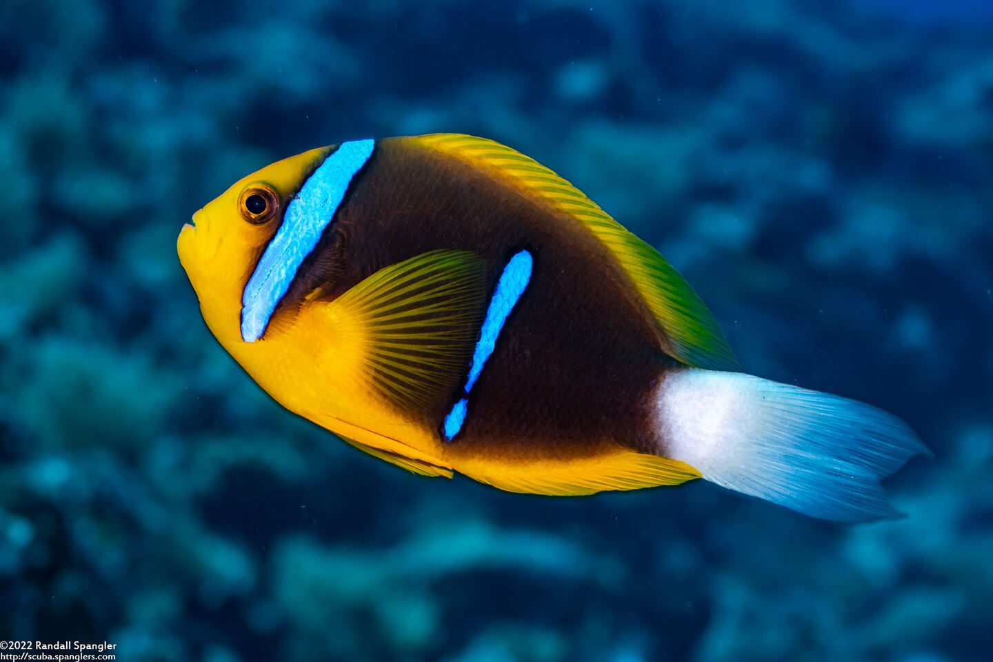 Amphiprion chrysopterus (Orangefin Anemonefish)