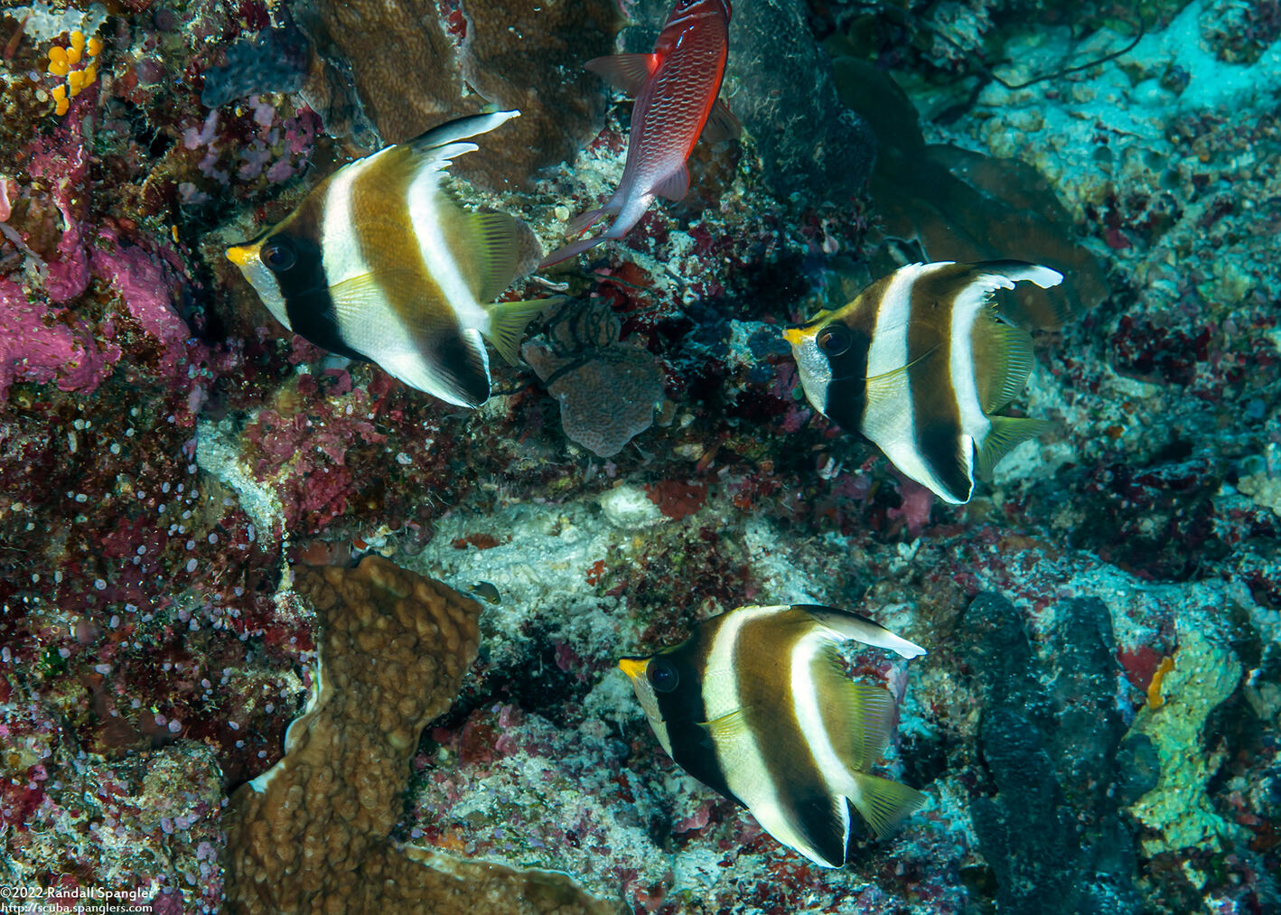 Heniochus chrysostomus (Pennant Bannerfish)