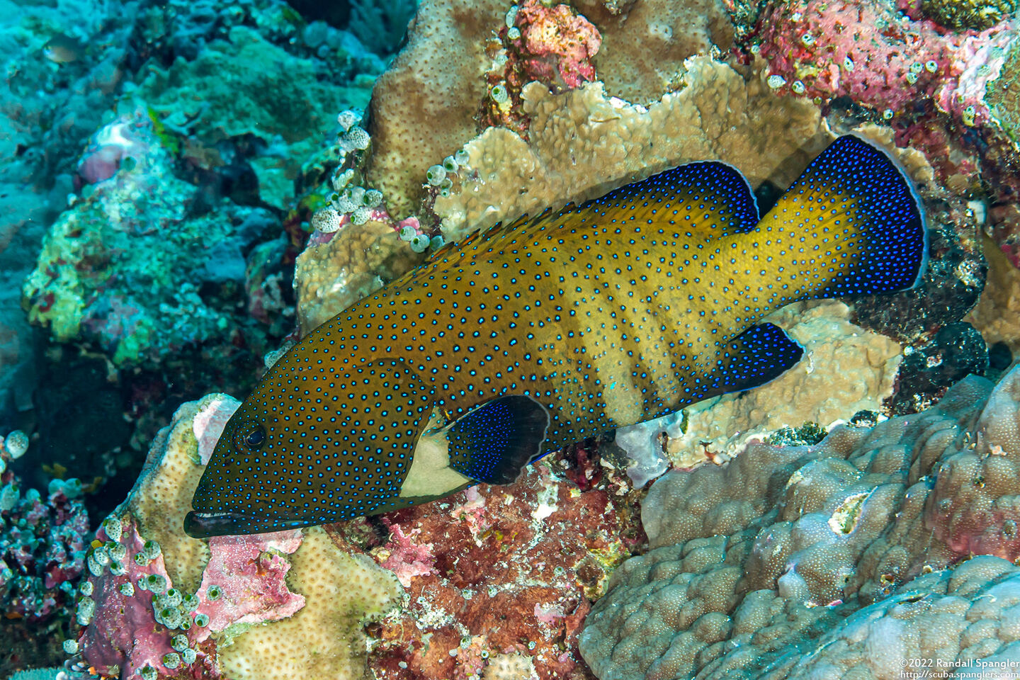 Cephalopholis argus (Peacock Grouper)