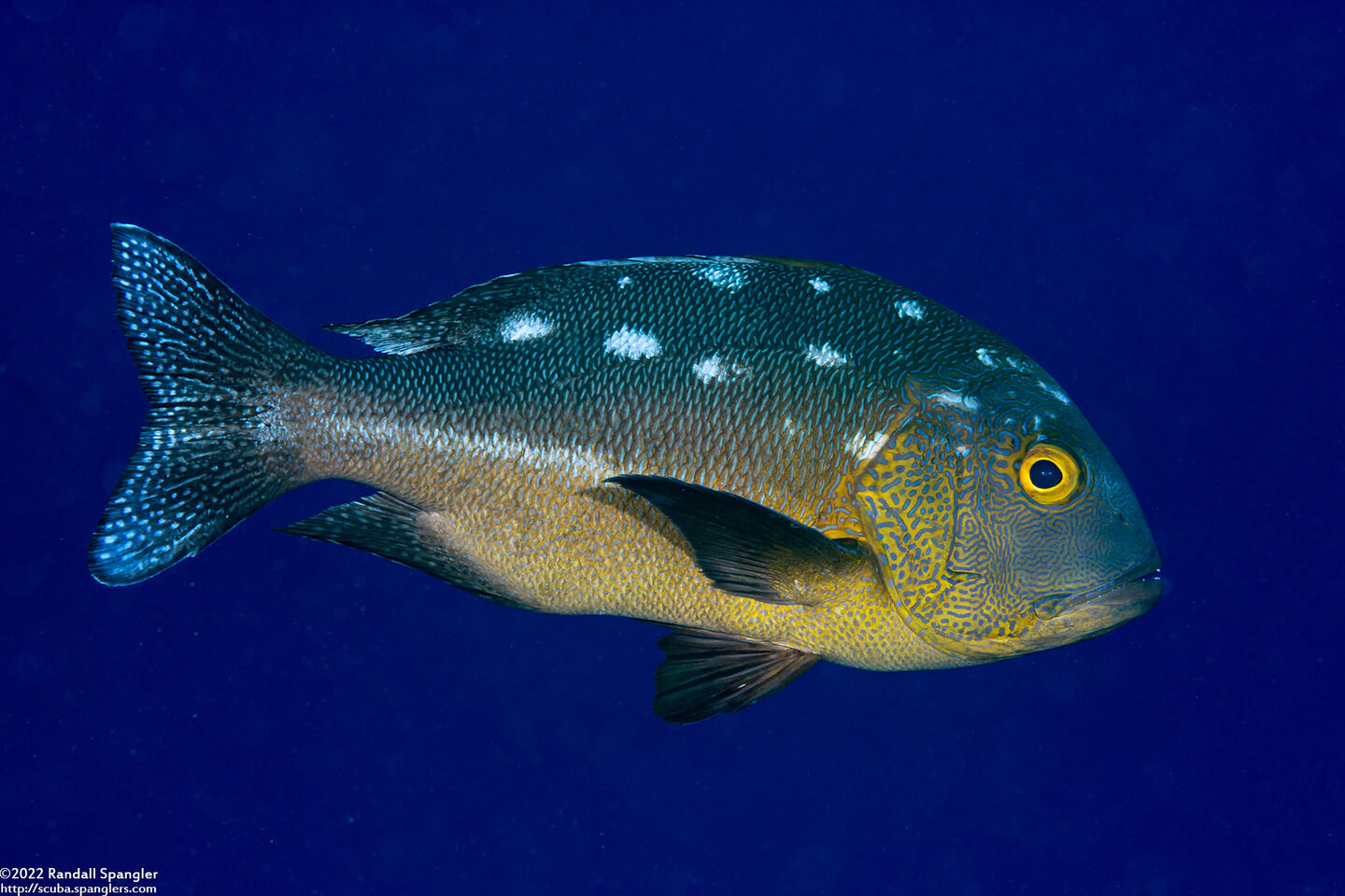 Macolor macularis (Midnight Snapper)
