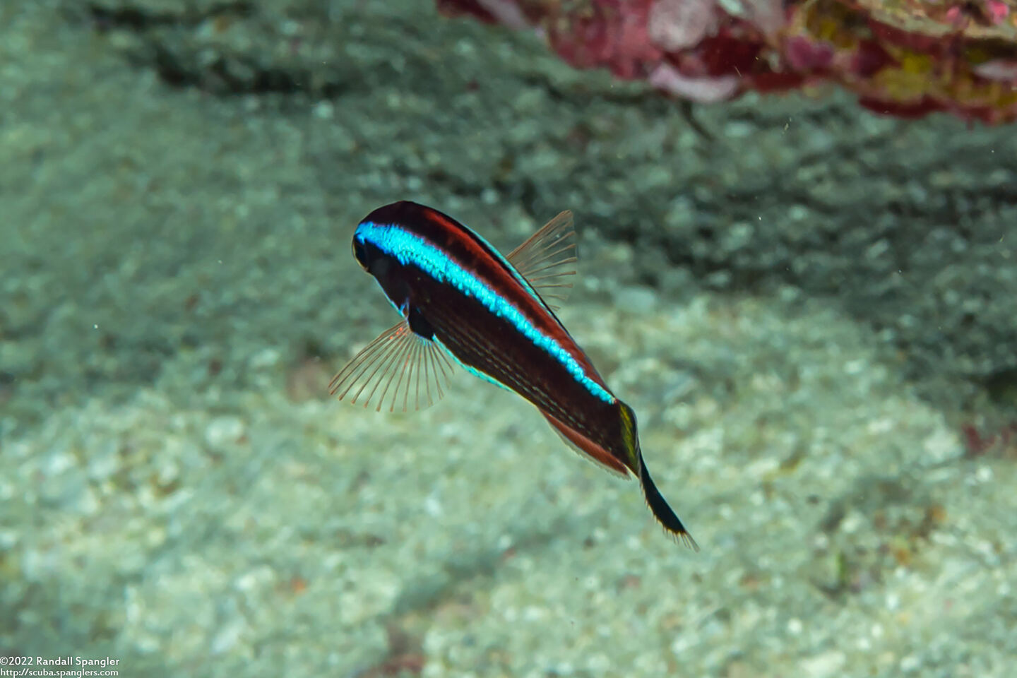 Pseudodax moluccanus (Chiseltooth Wrasse)