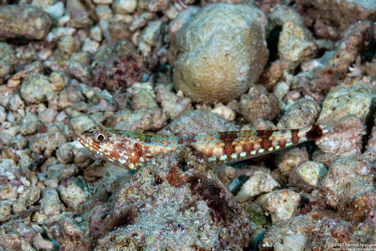 Synodus variegatus (Reef Lizardfish)