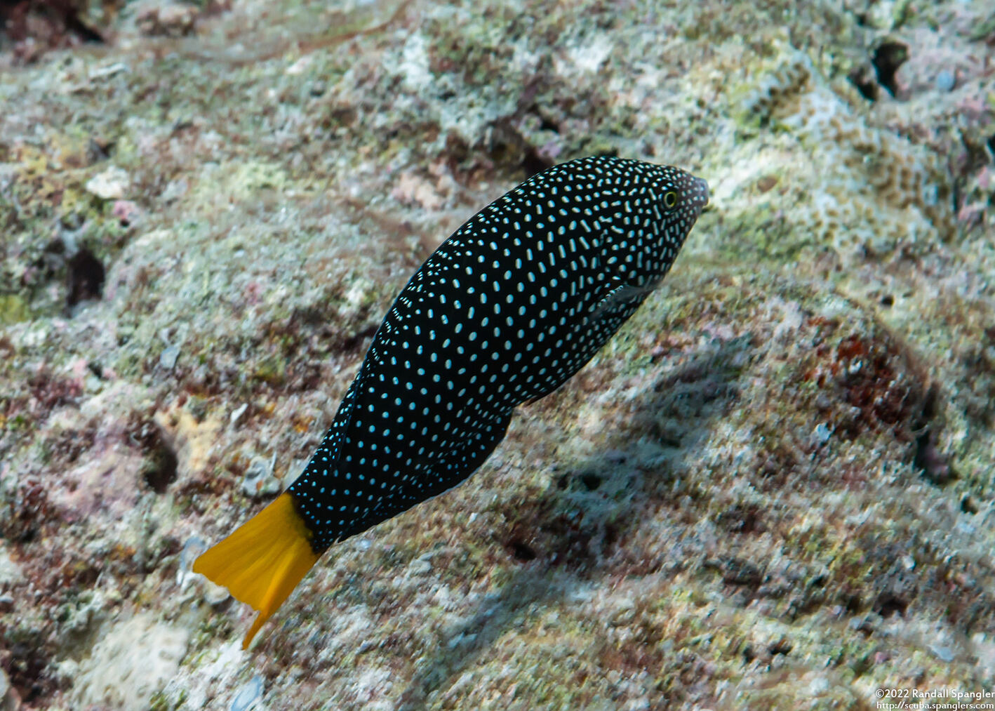 Anampses meleagrides (Yellowtail Wrasse)