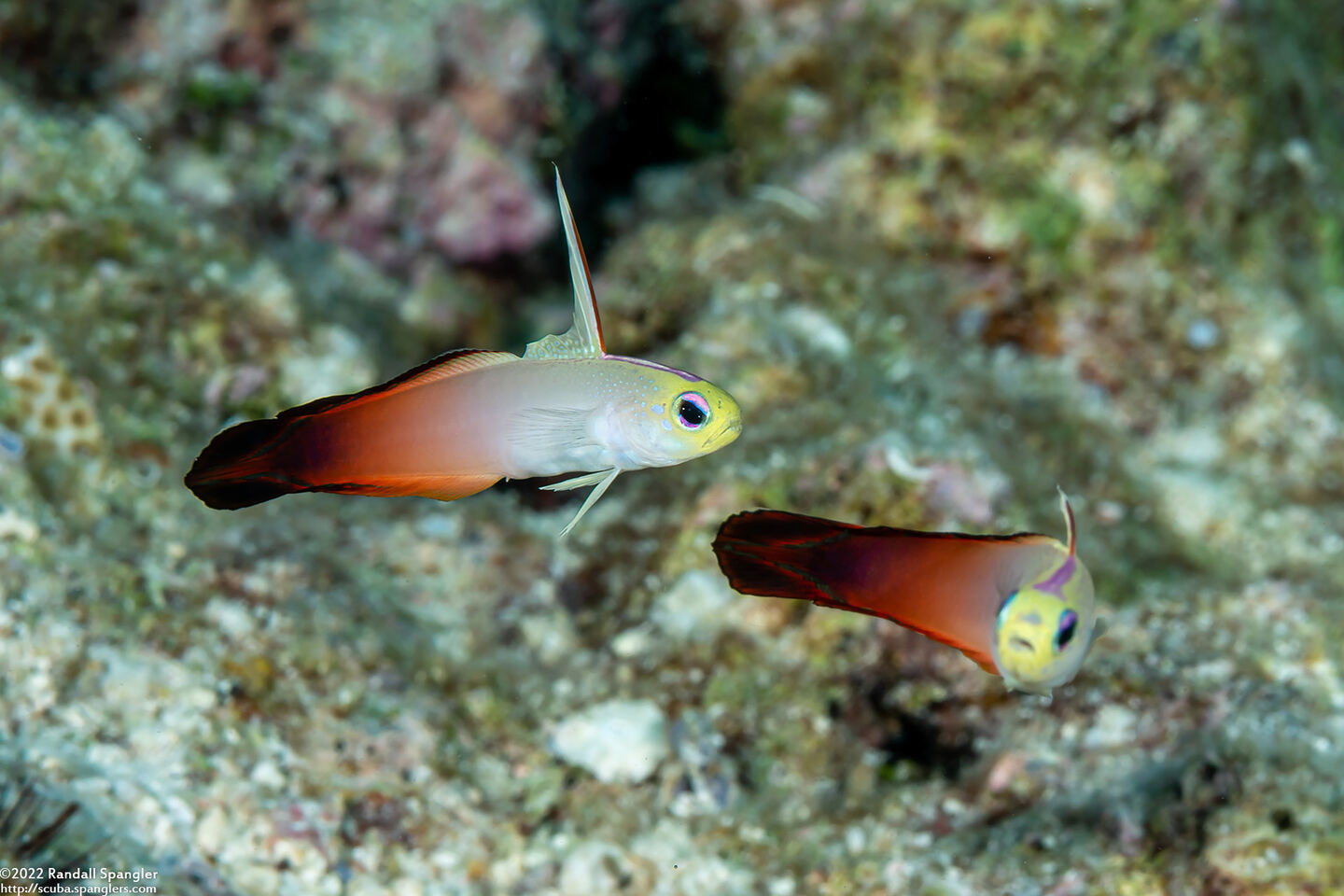 Nemateleotris magnifica (Fire Dartfish)
