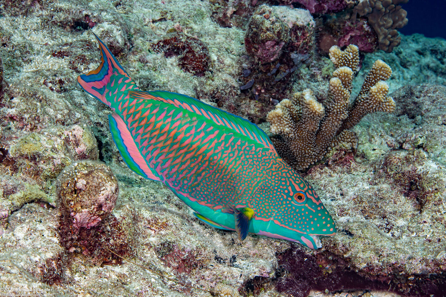 Cetoscarus ocellatus (Spotted Parrotfish)