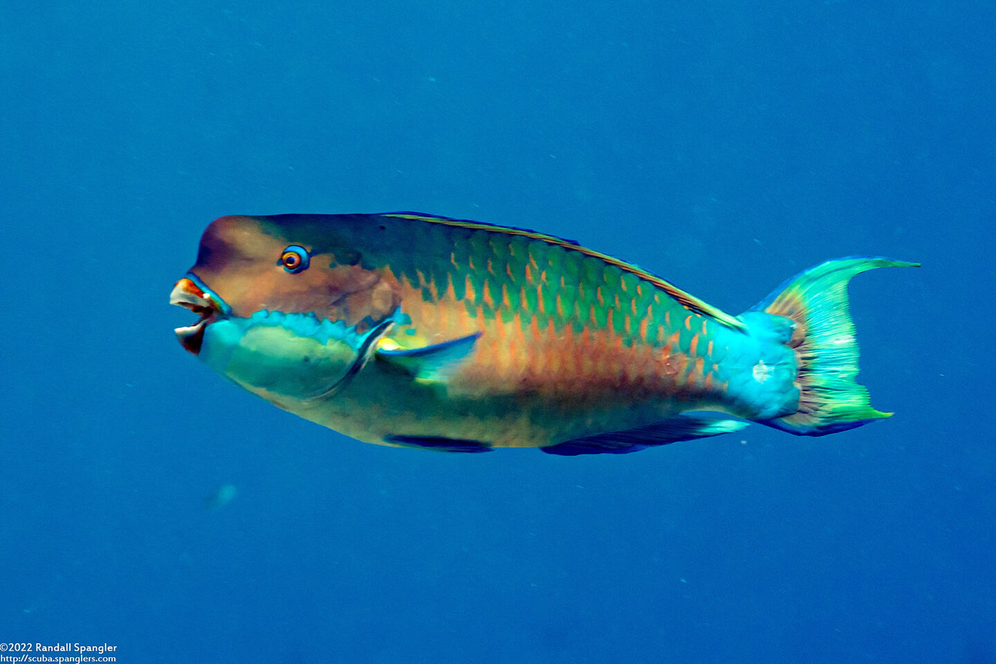 Chlorurus microrhinos (Steephead Parrotfish)