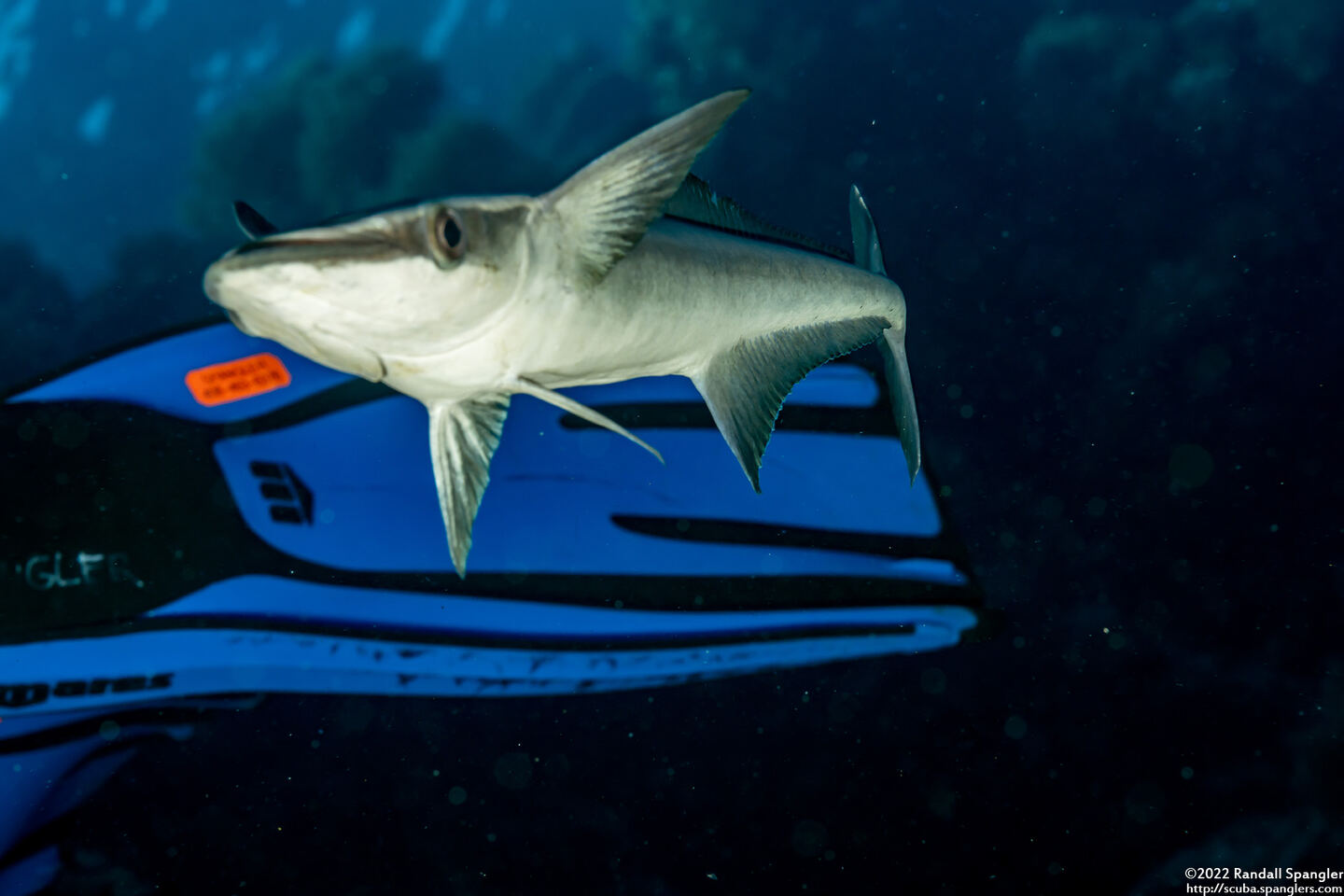 Echeneis naucrates (Sharksucker); Trying to decide if I'm a big fish