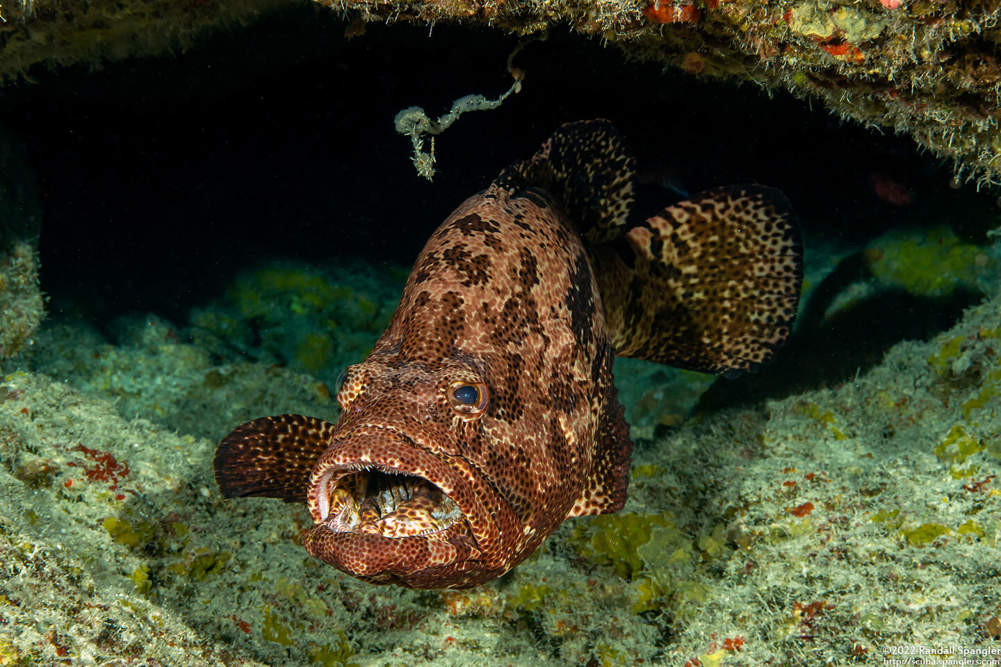 Epinephelus fuscoguttatus (Brown-Marbled Grouper)