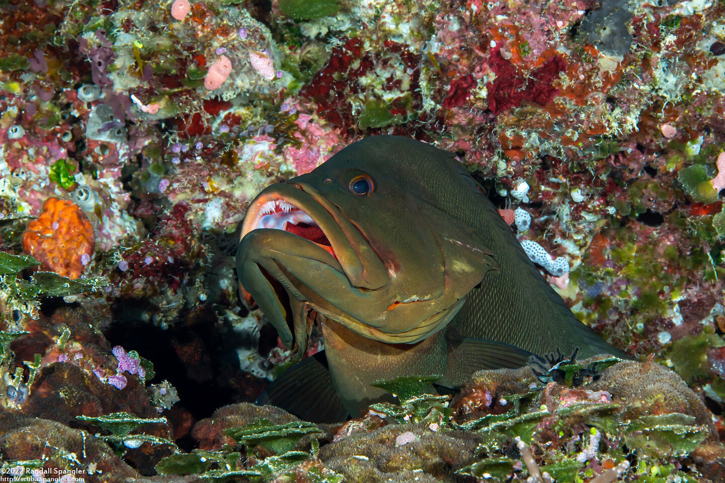 Aethaloperca rogaa (Redmouth Grouper)