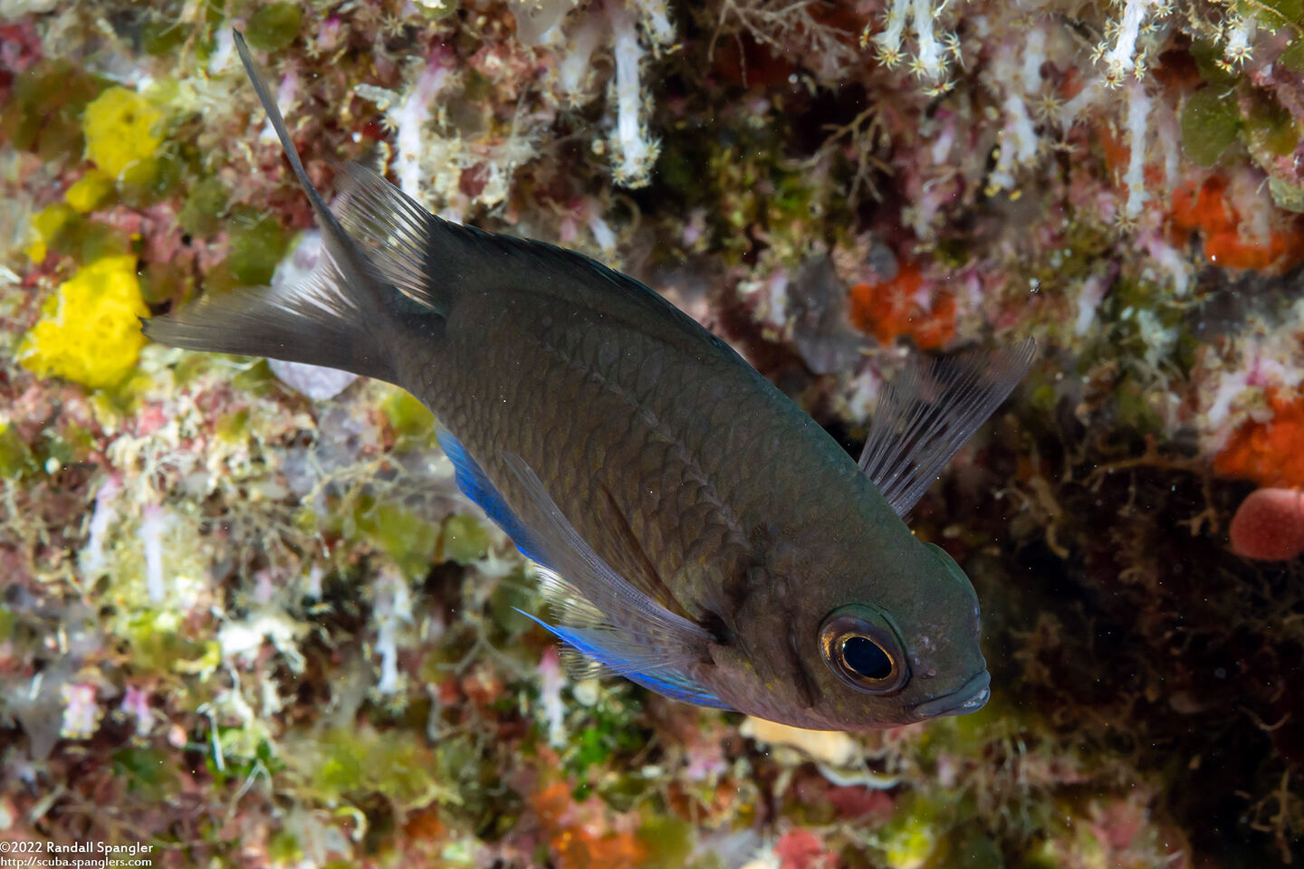 Chromis kennensis (Kenn Reef Chromis)