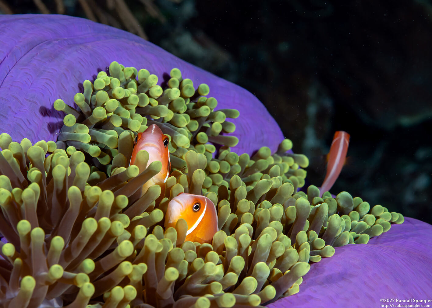 Amphiprion perideraion (Pink Anemonefish)