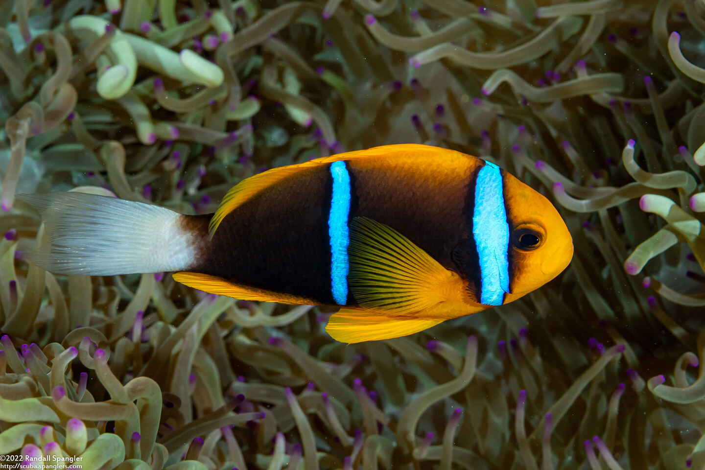 Amphiprion chrysopterus (Orangefin Anemonefish)