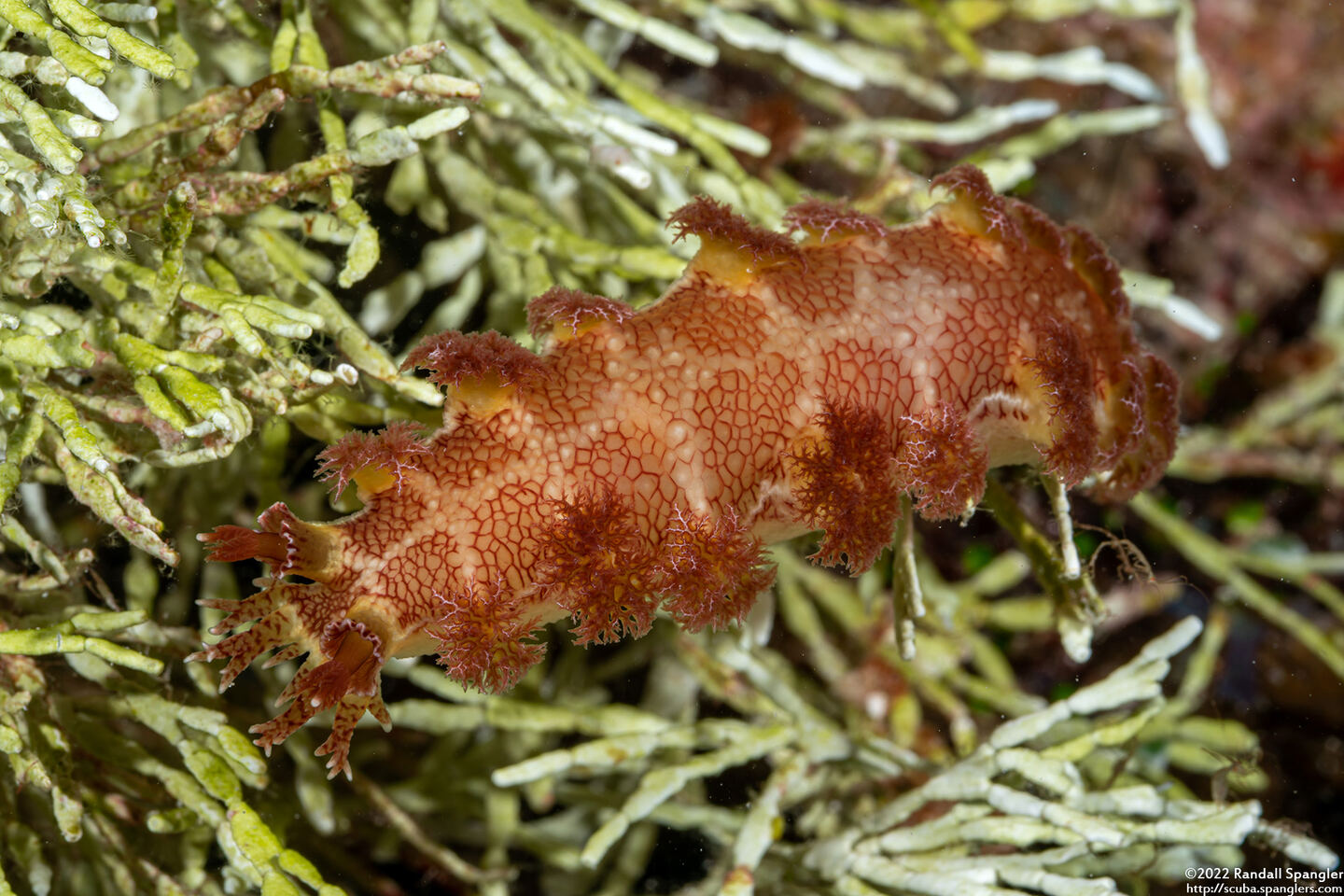 Marionia elongoreticulata (Reticulate Marionia)