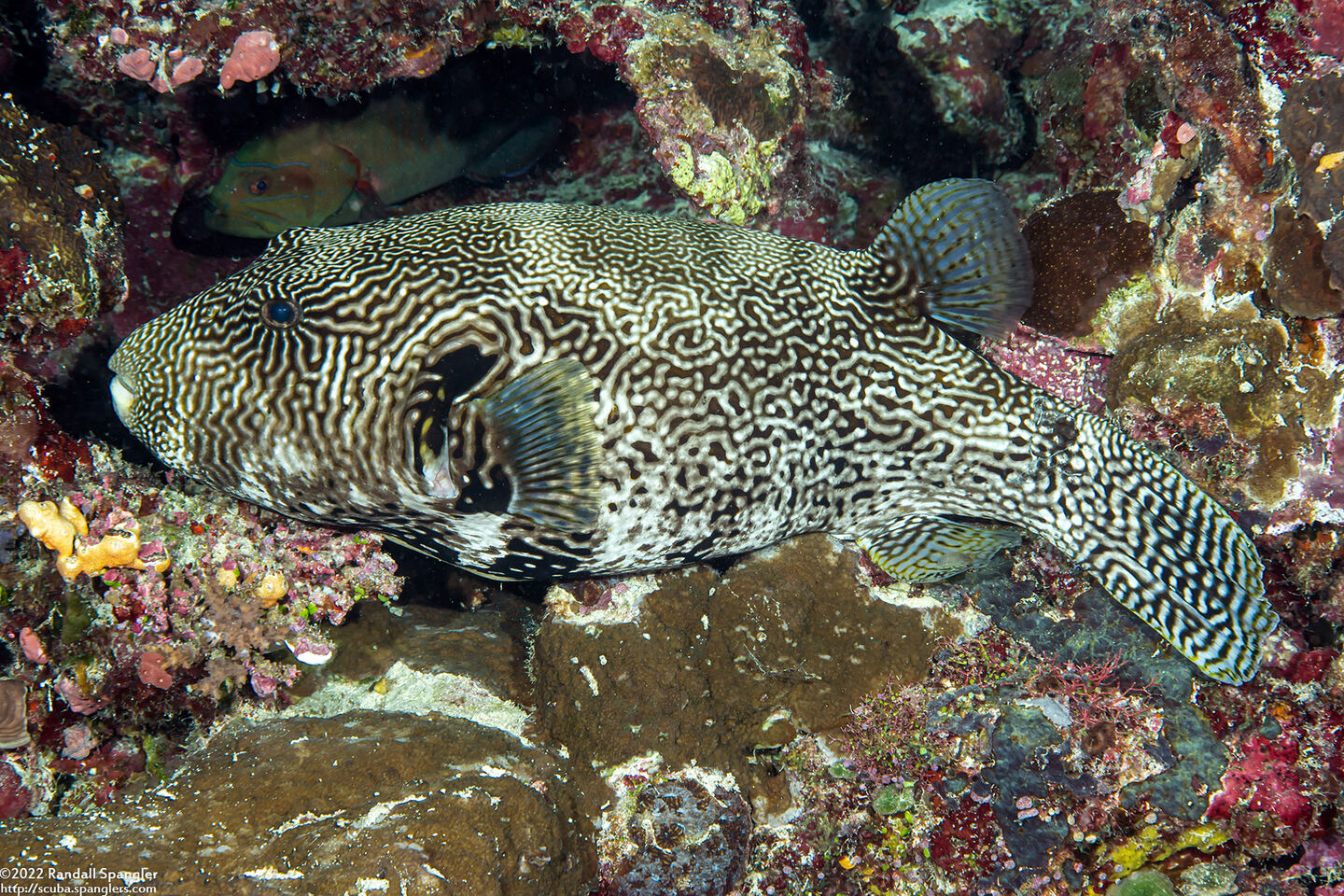 Arothron mappa (Map Puffer)