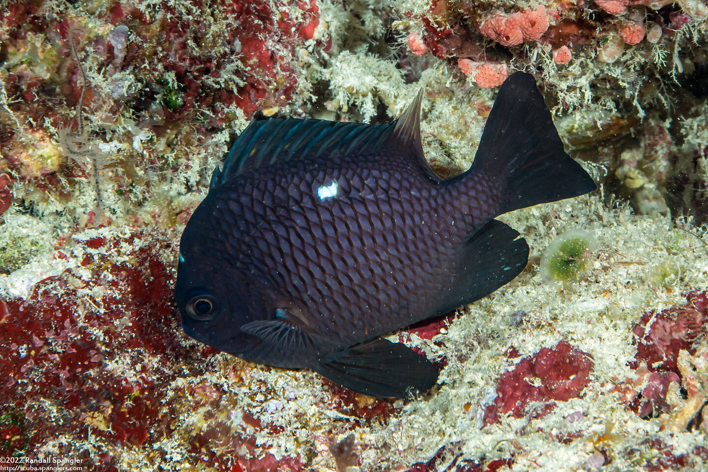 Dascyllus trimaculatus (Threespot Dascyllus)