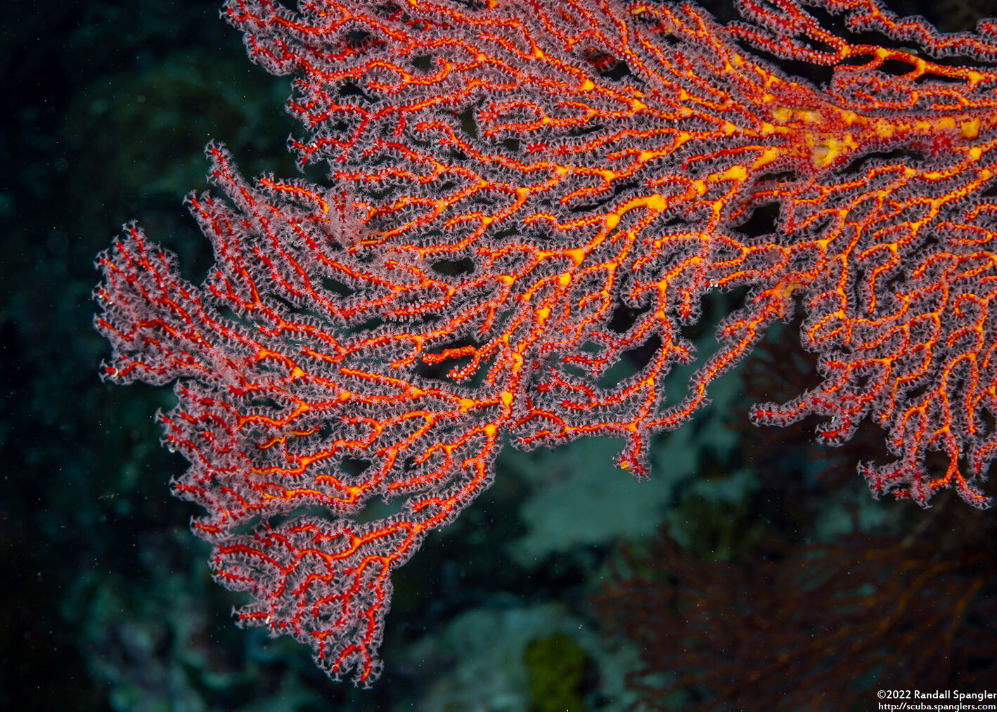 Melithaea sp.1 (Melithaea sp.1)