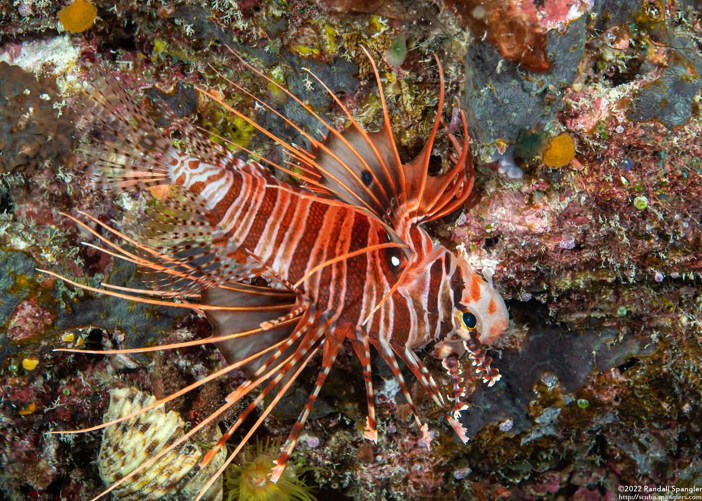 Pterois antennata (Spotfin Lionfish)