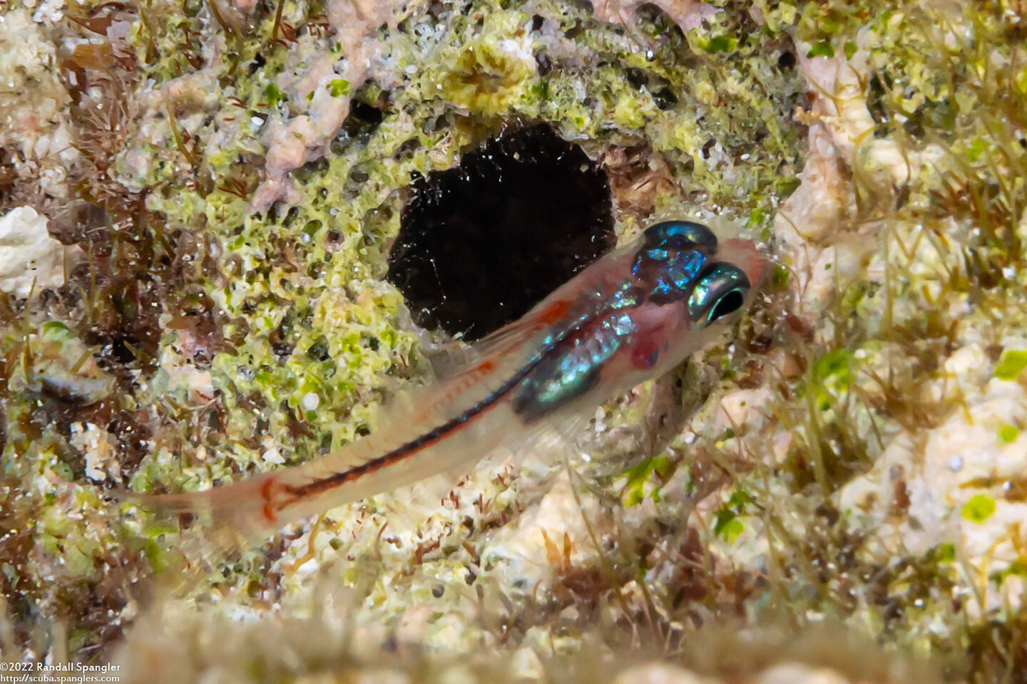 Apogon doryssa (Longspine Cardinalfish)