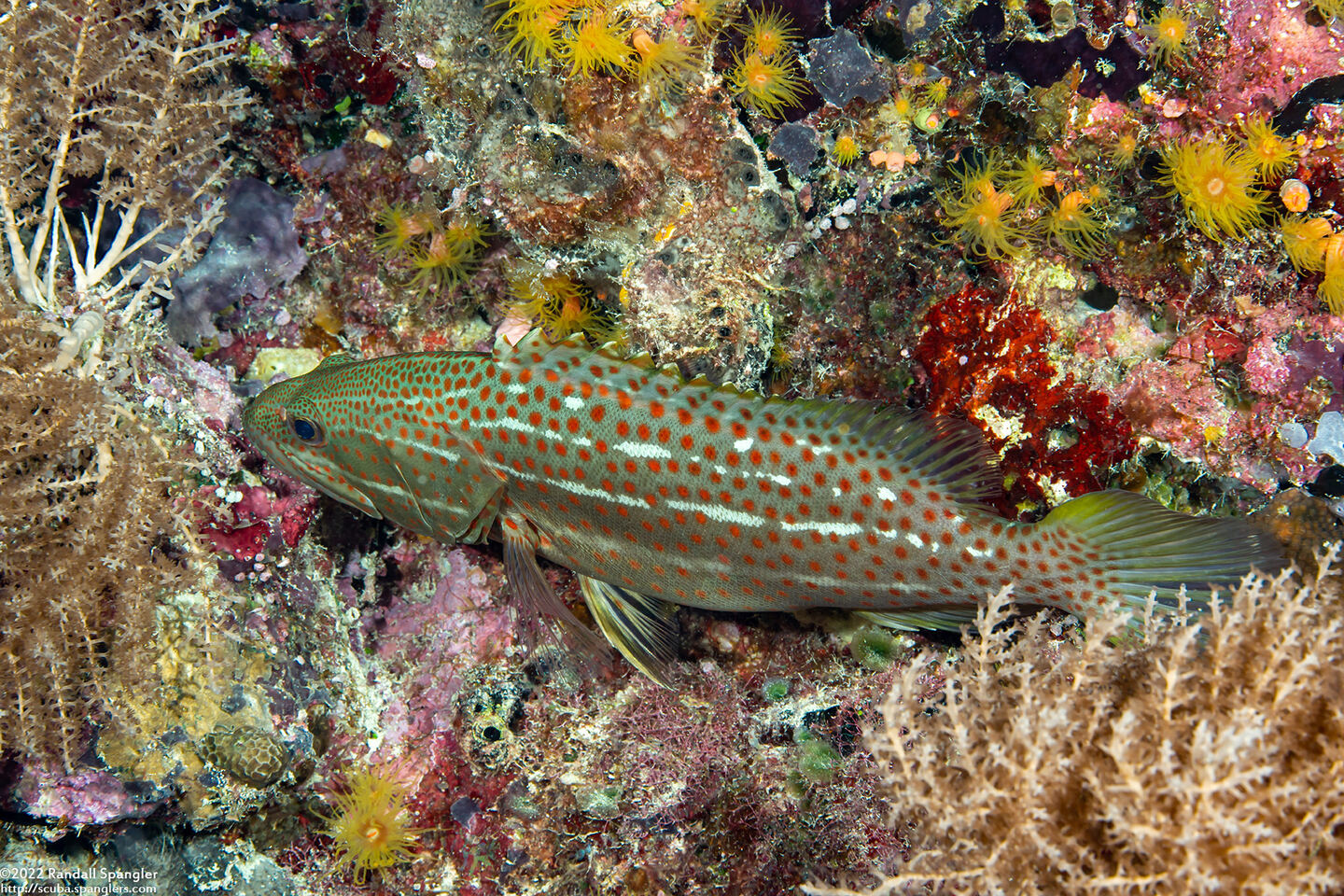 Anyperodon leucogrammicus (Slender Grouper)
