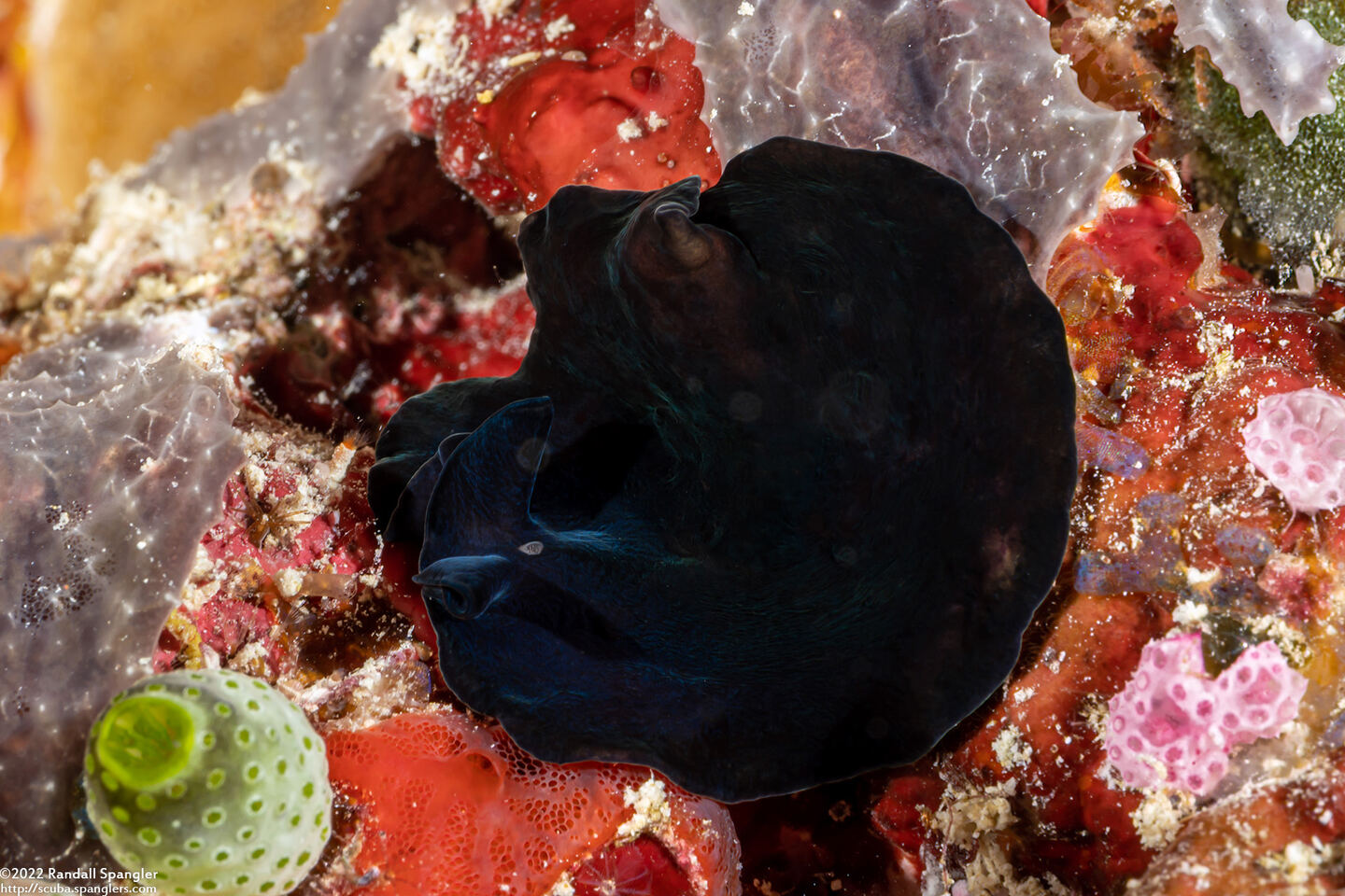 Pseudoceros bolool (Pseudoceros Bolool)