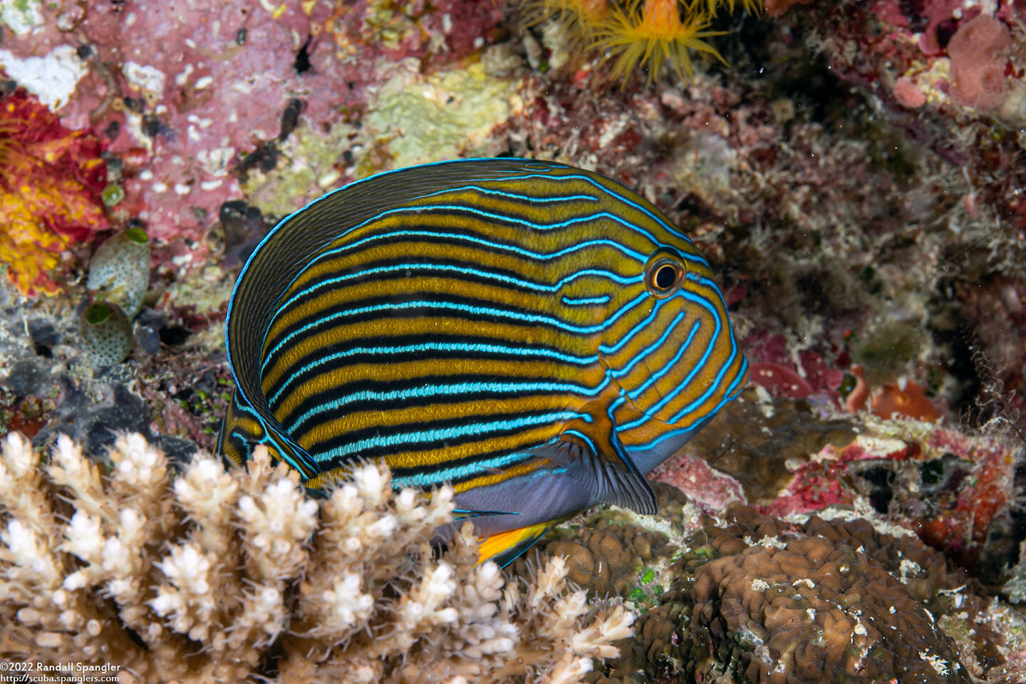 Acanthurus lineatus (Striped Surgeonfish)