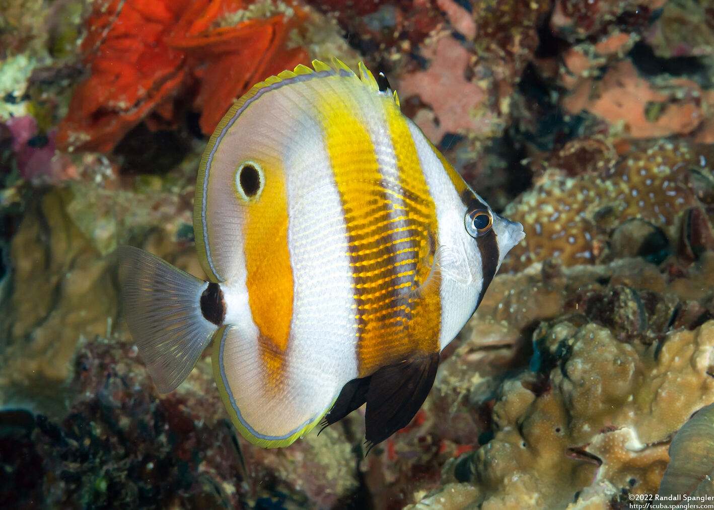 Coradion chrysozonus (Orange-Banded Coralfish)