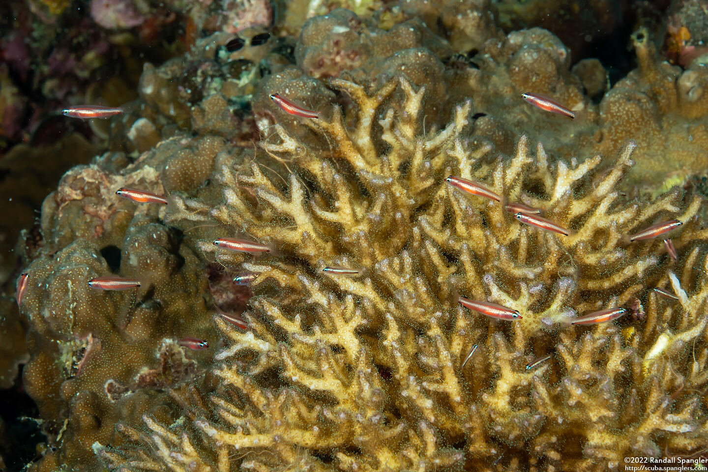 Eviota bifasciata (Twostripe Dwarfgoby)