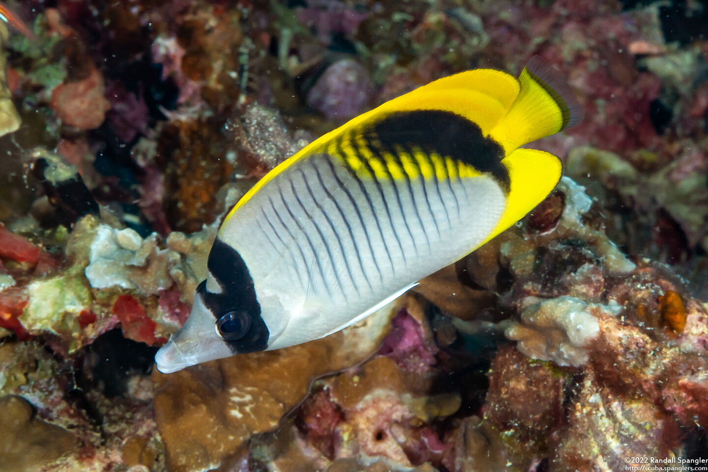 Chaetodon lineolatus (Lined Butterflyfish)
