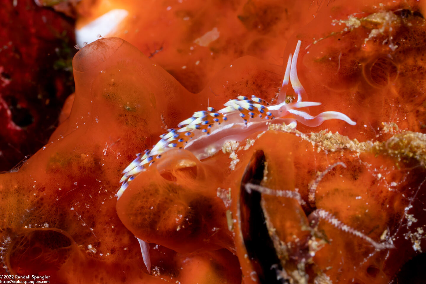 Caloria indica (Indian Caloria)