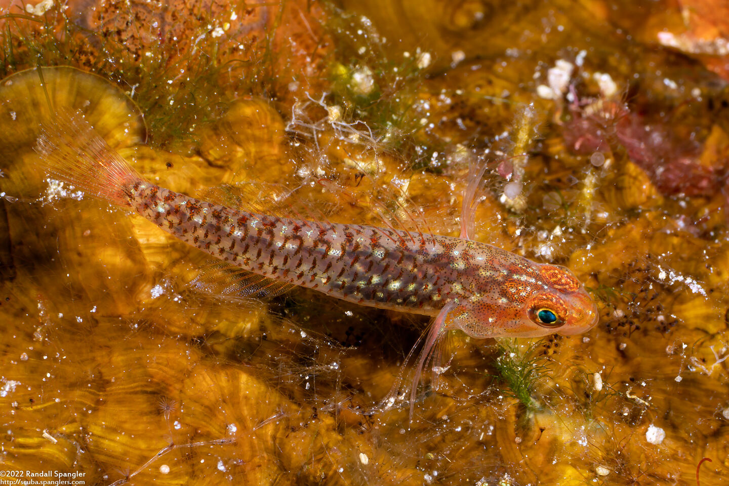 Eviota storthynx (Storthynx Dwarfgoby)