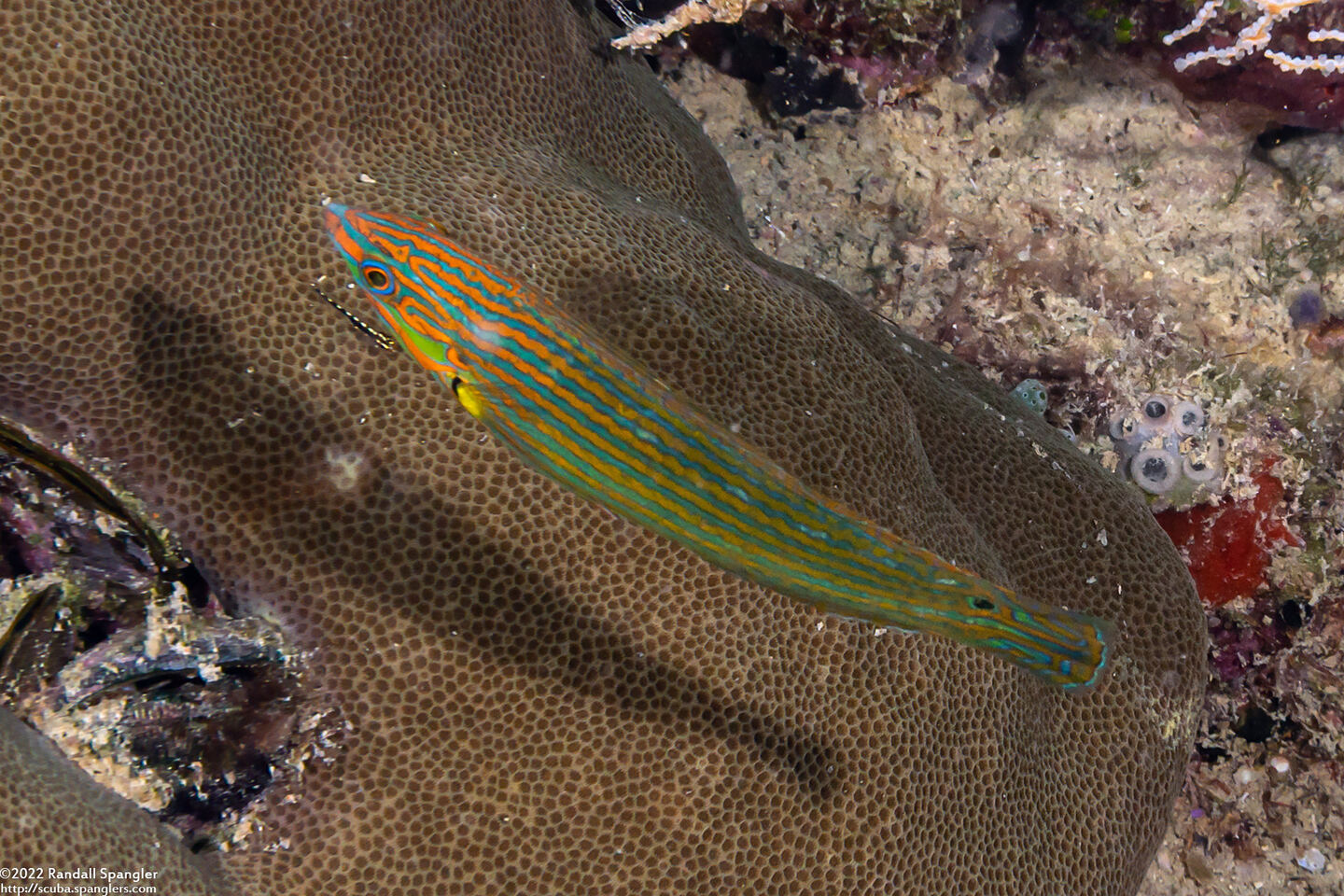 Halichoeres melanurus (Pinstriped Wrasse)