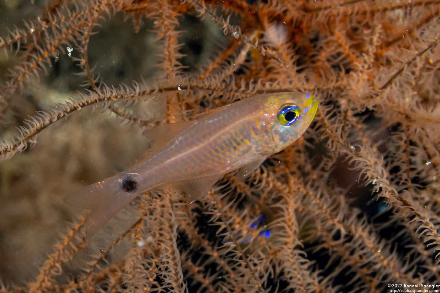 Taeniamia fucata (Orangelined Cardinalfish)