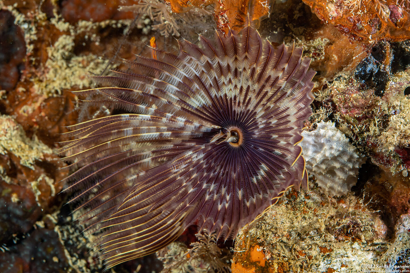 Sabellastarte spectabilis (Common Feather Duster Worm)