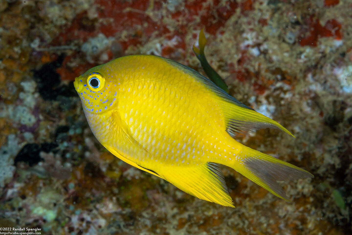 Amblyglyphidodon aureus (Golden Damsel)