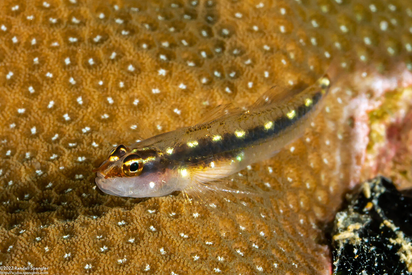 Eviota sebreei (Striped Dwarfgoby)