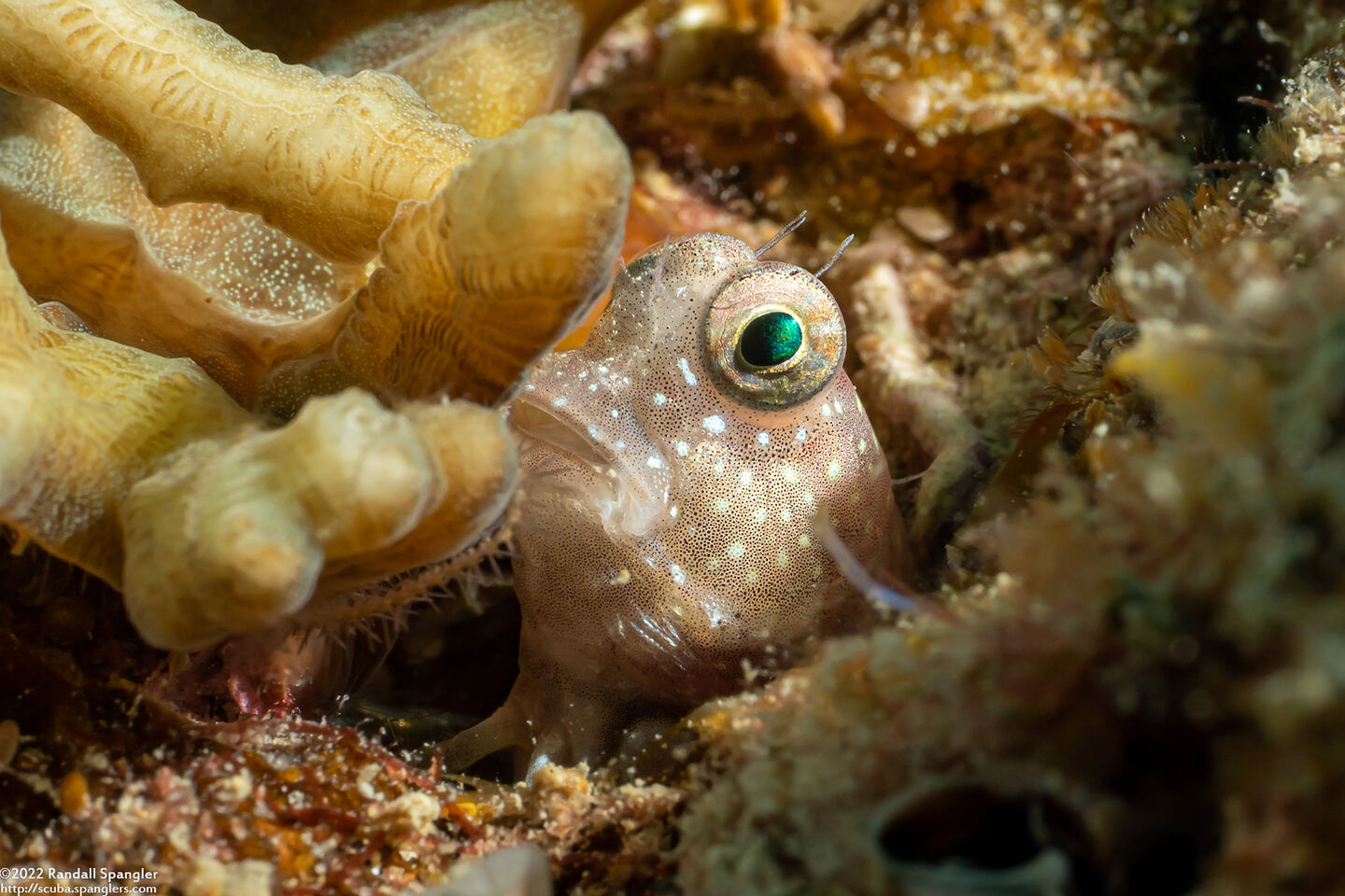 Salarias segmentatus (Segmented Blenny)