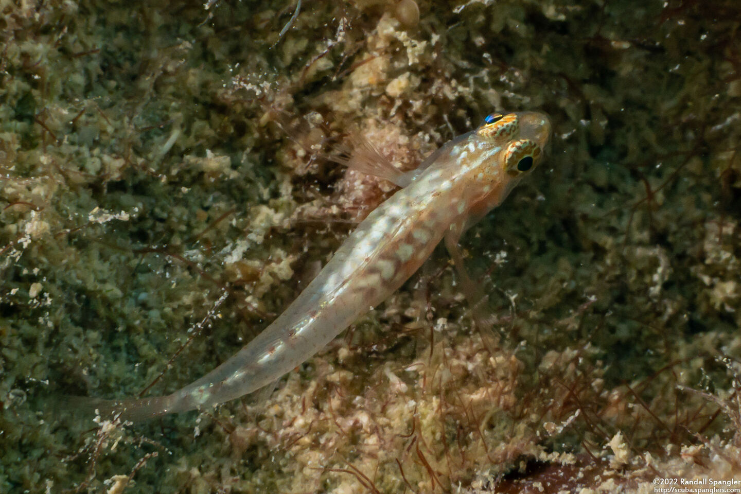 Pleurosicya mossambica (Common Ghostgoby)