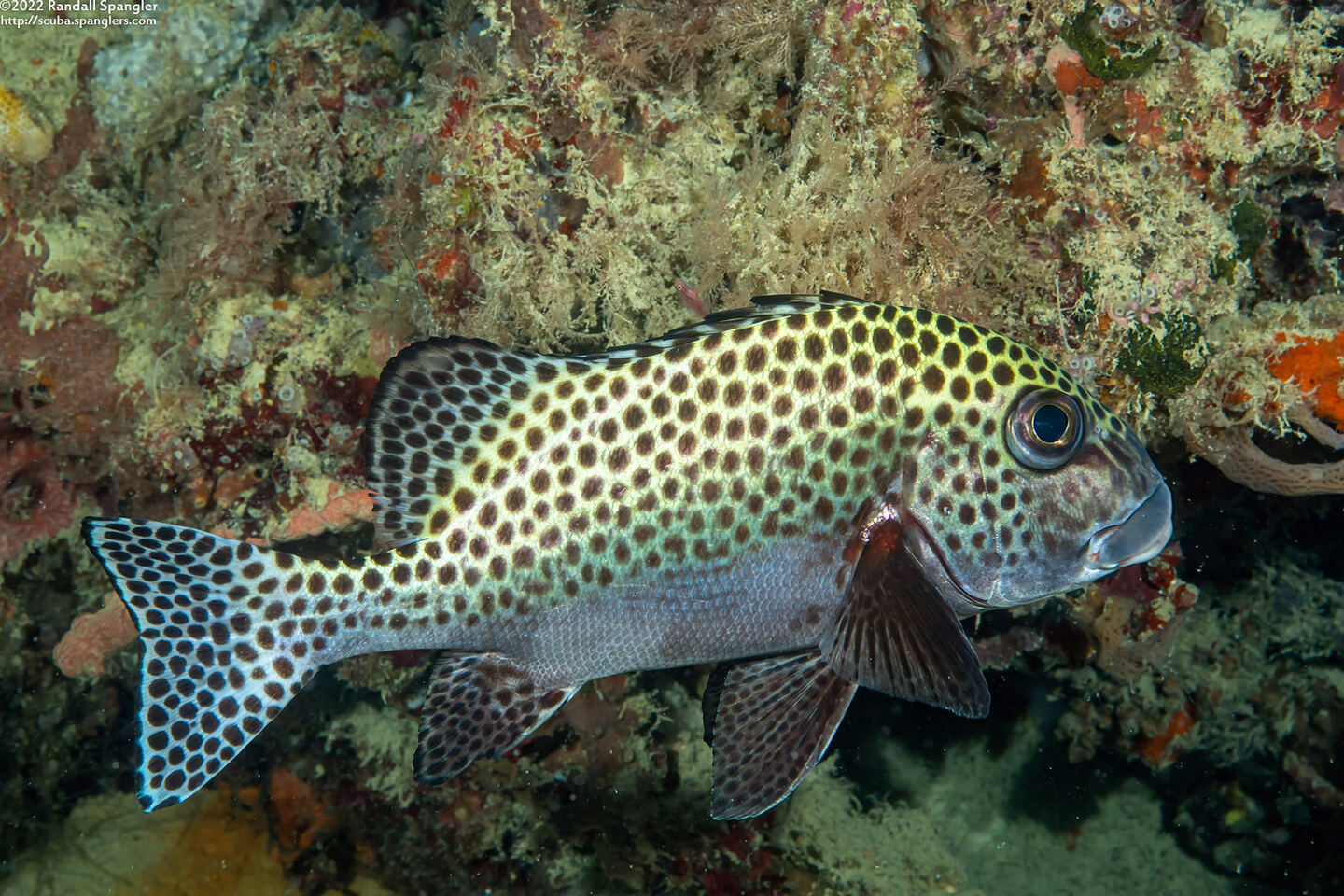 Plectorhinchus chaetodonoides (Many-Spotted Sweetlips)
