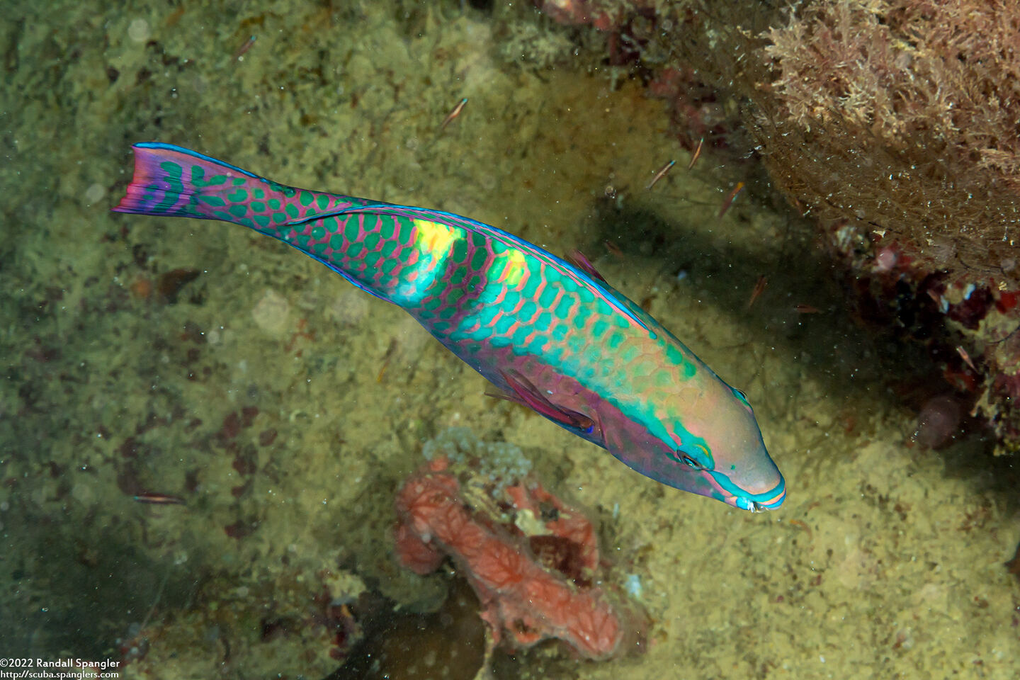 Scarus schlegeli (Yellowbar Parrotfish)