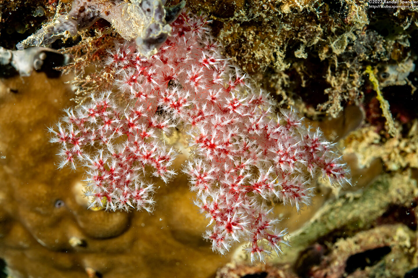 Dendronephthya sp.1 (Dendronephthya)