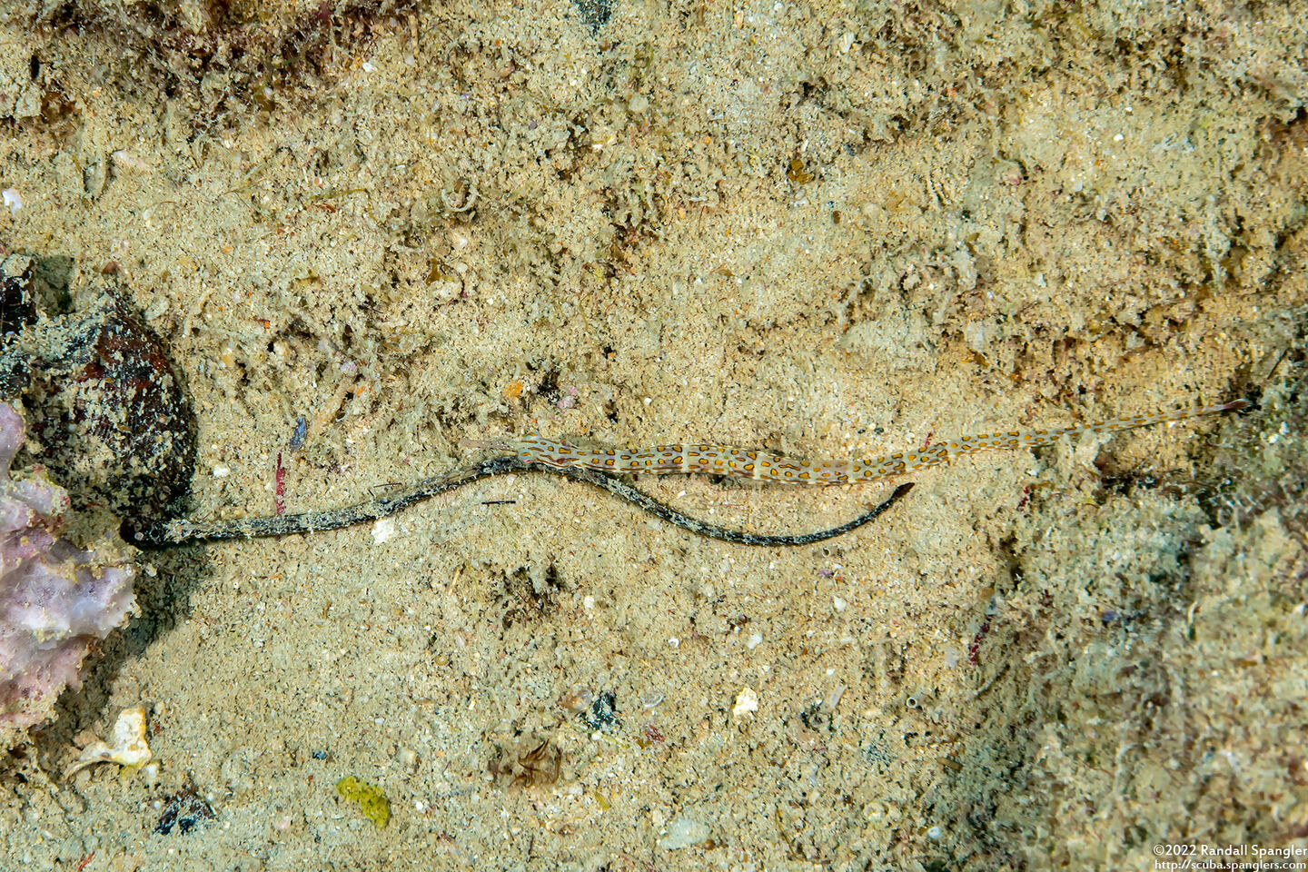 Corythoichthys ocellatus (Orange-Spotted Pipefish)