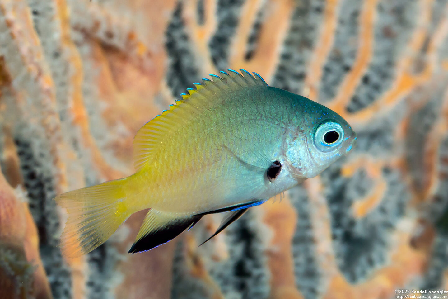 Pomacentrus nigromanus (Goldback Damsel)