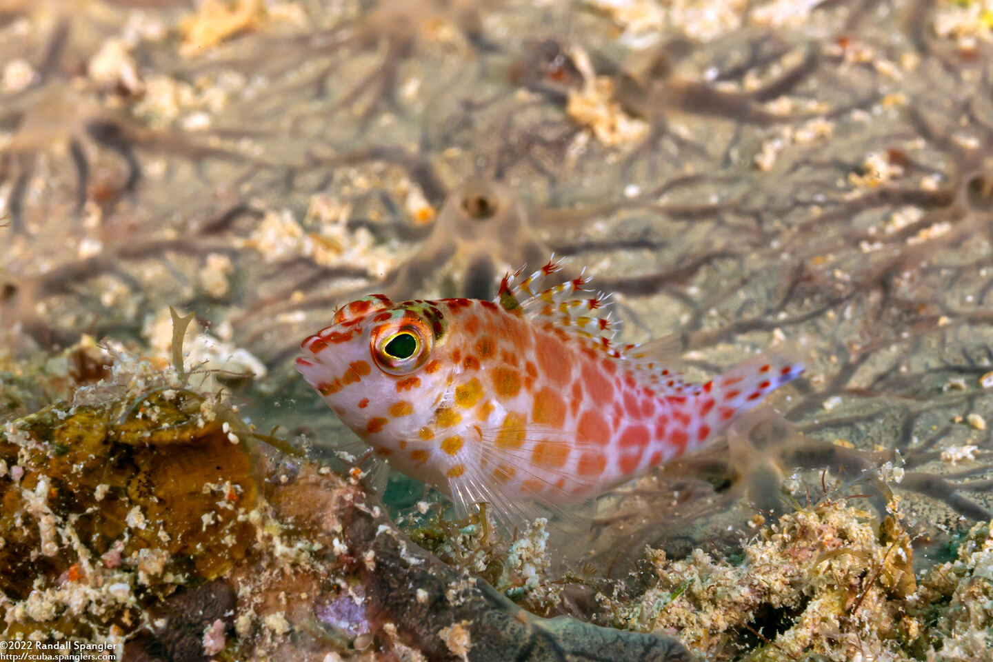 Cirrhitichthys oxycephalus (Pixy Hawkfish)
