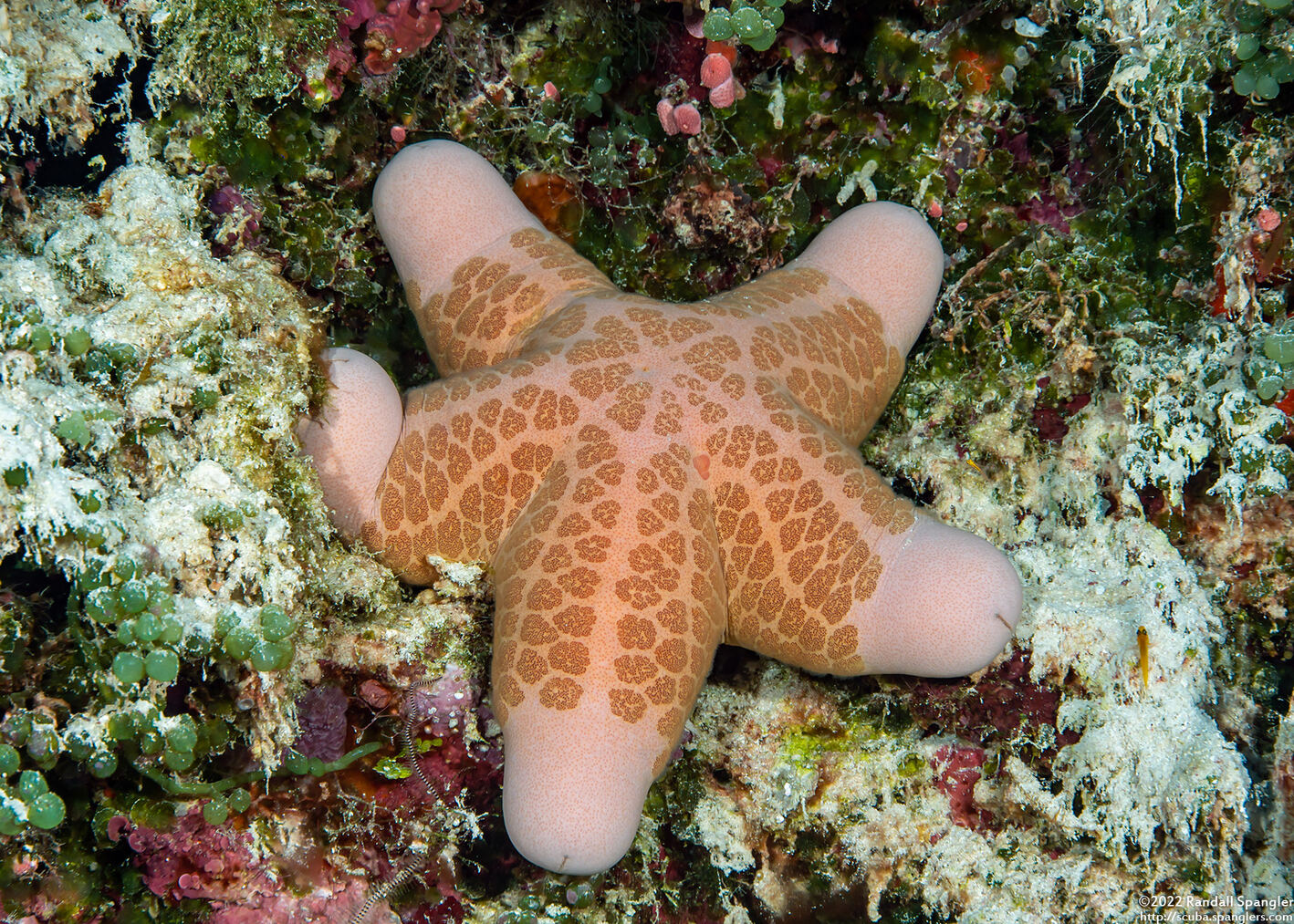 Choriaster granulatus (Granular Sea Star)
