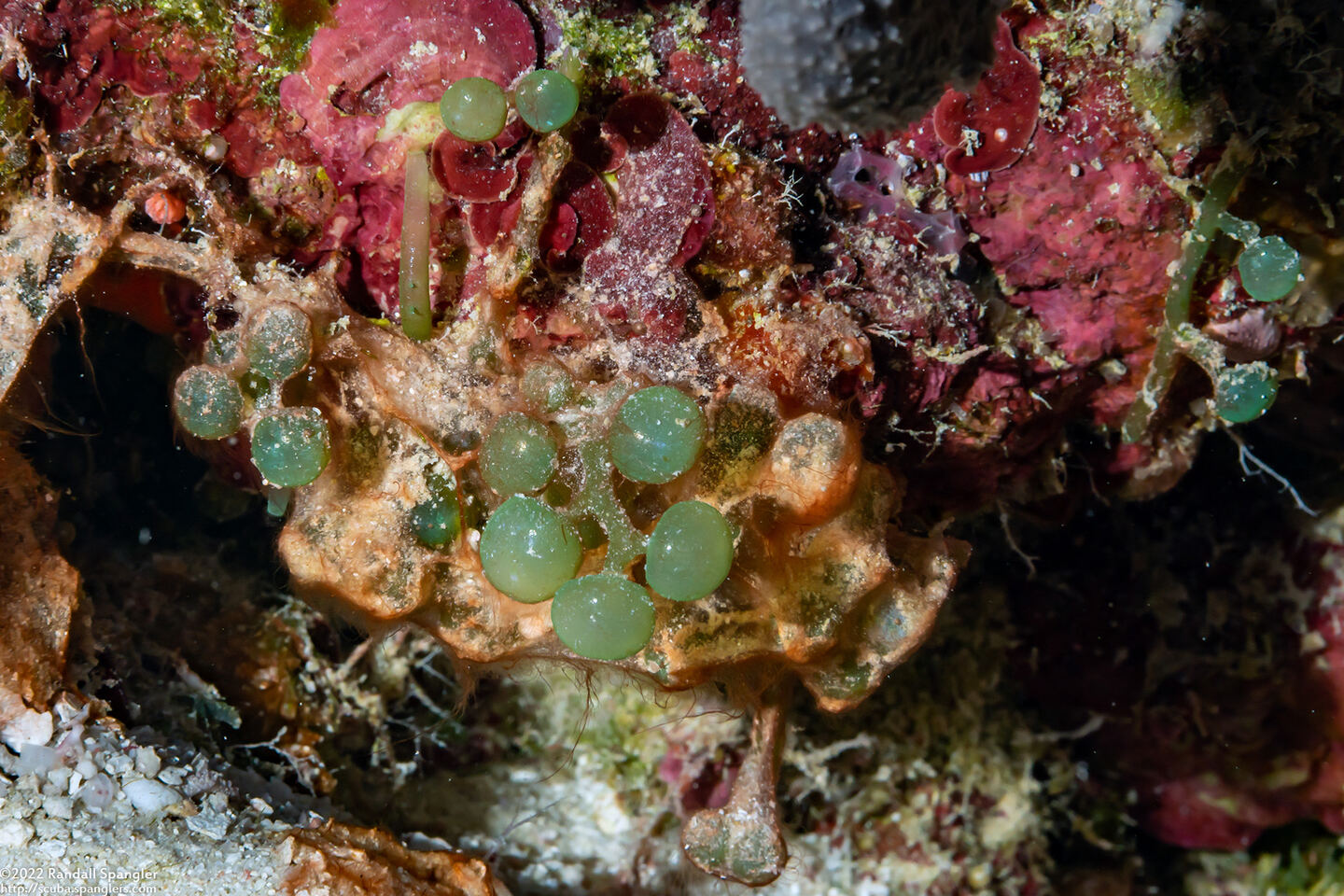 Caulerpa racemosa (Sea Grapes)