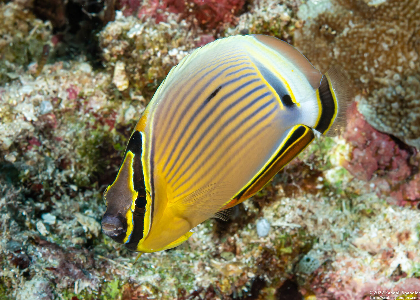 Chaetodon lunulatus (Redfin Butterflyfish)