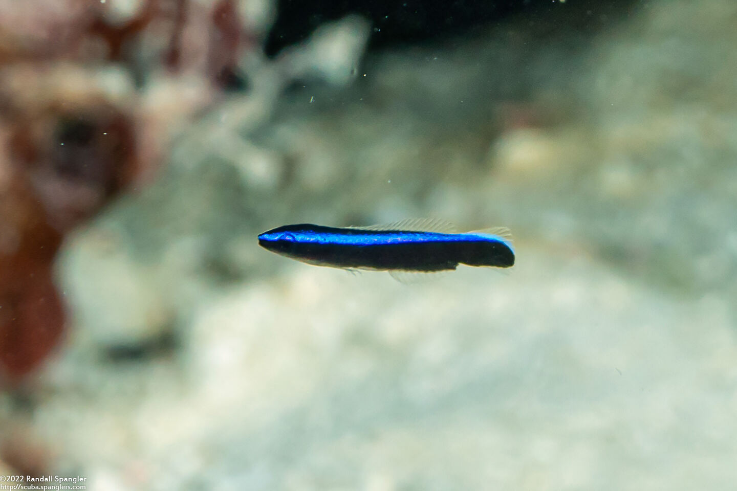 Labroides dimidiatus (Bluestreak Cleaner Wrasse)
