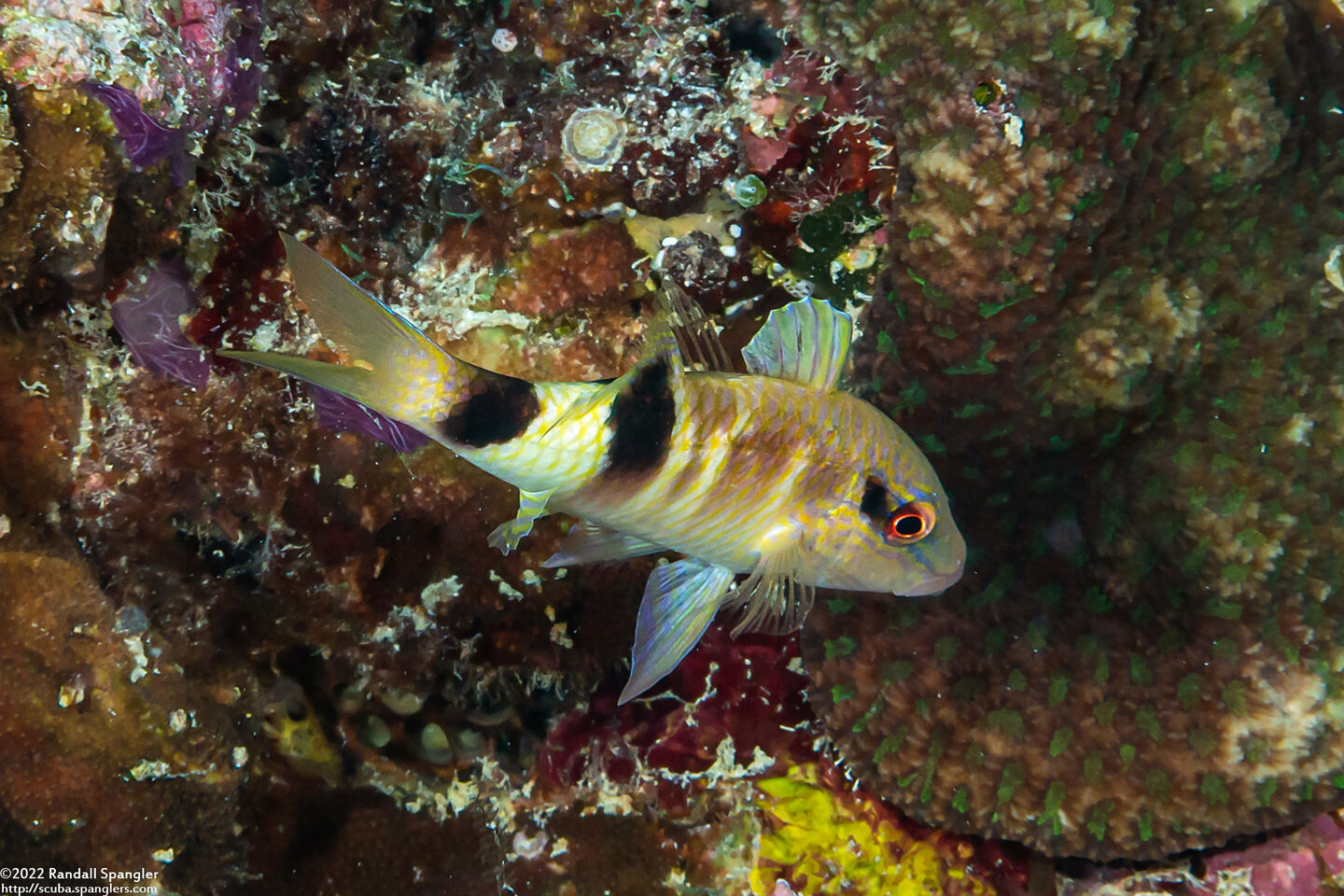 Parupeneus multifasciatus (Manybar Goatfish)