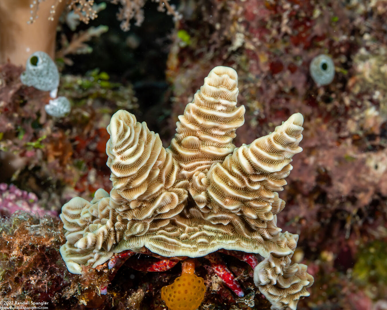 Pachyseris rugosa (Pachyseris Rugosa)