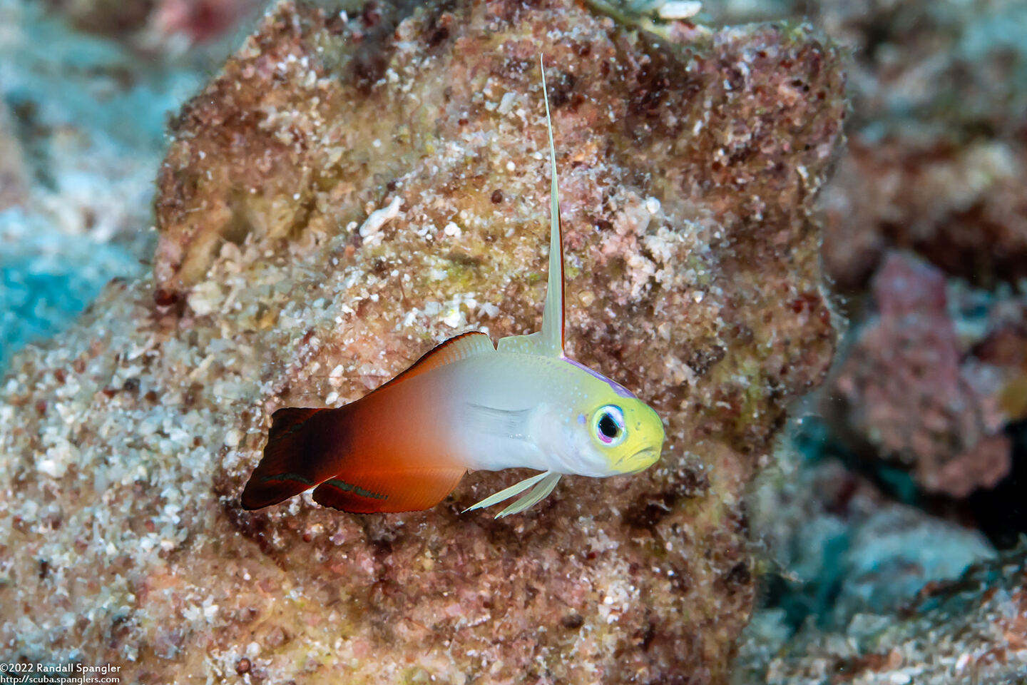 Nemateleotris magnifica (Fire Dartfish)